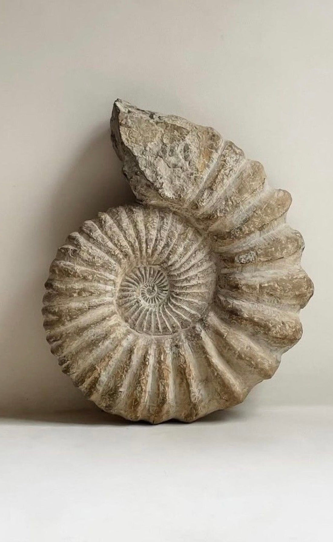 Ammonite V1